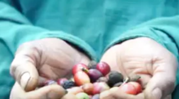 Discover the Richness of Shade-Grown Coffee: A Specialty of India by Kaapi Thota