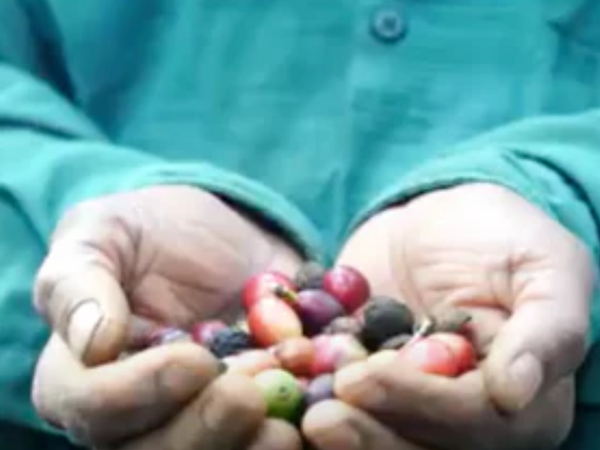 Discover the Richness of Shade-Grown Coffee: A Specialty of India by Kaapi Thota