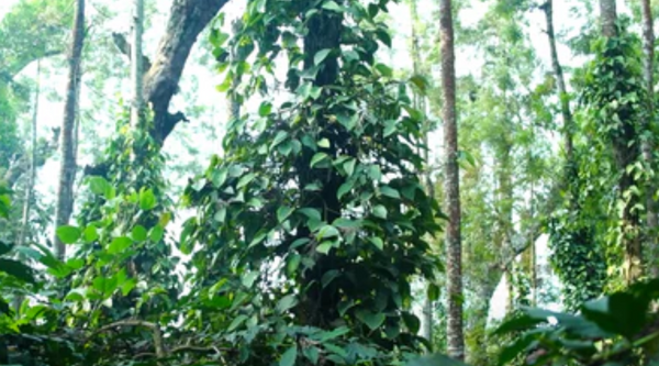 Elevate Your Coffee Experience with High-Grown Coffee: A Specialty of India by Kaapi Thota