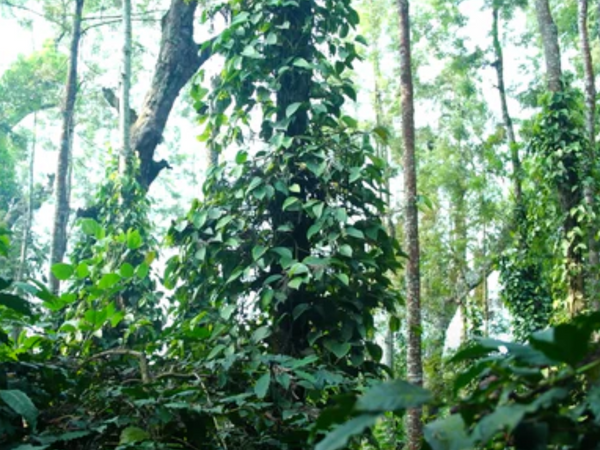 Elevate Your Coffee Experience with High-Grown Coffee: A Specialty of India by Kaapi Thota